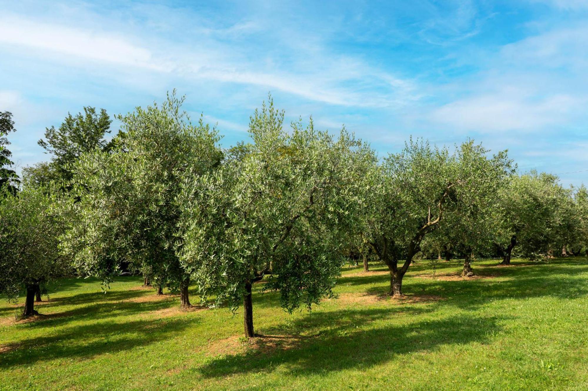 Agriturismo Terre Bianche Teolo Екстериор снимка